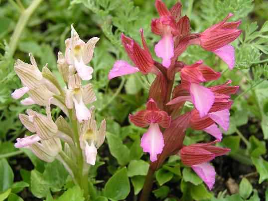 Orchis papilionacea